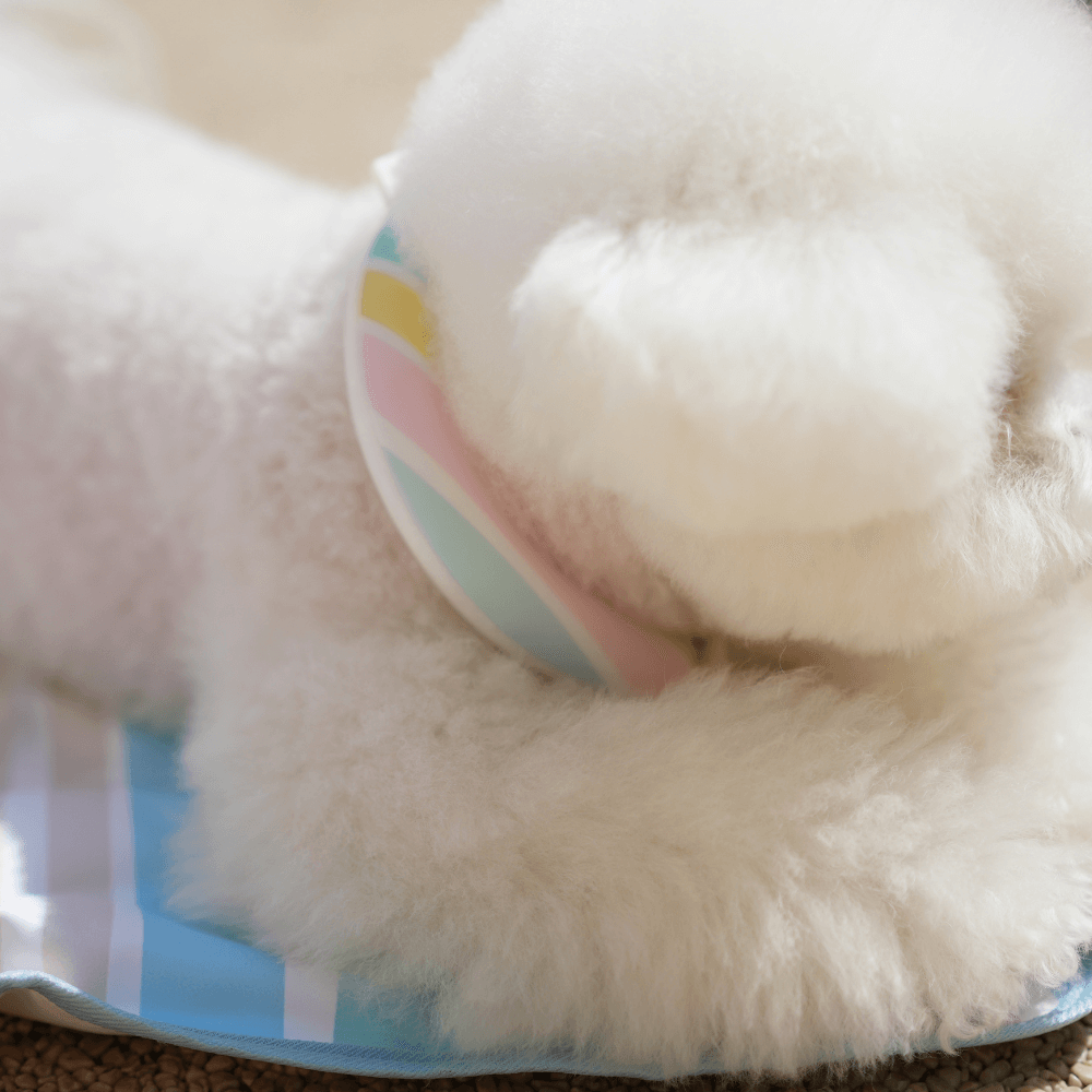 OPAAAP×SUO Ice Cool Ring (Candy Stripe)