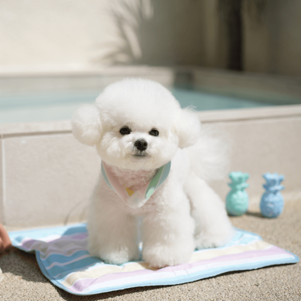 OPAAAP×SUO Ice Cool Ring (Candy Stripe)