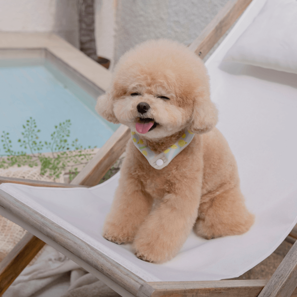 OPAAAP×SUO Ice Cool Ring (Zesty Lemon)