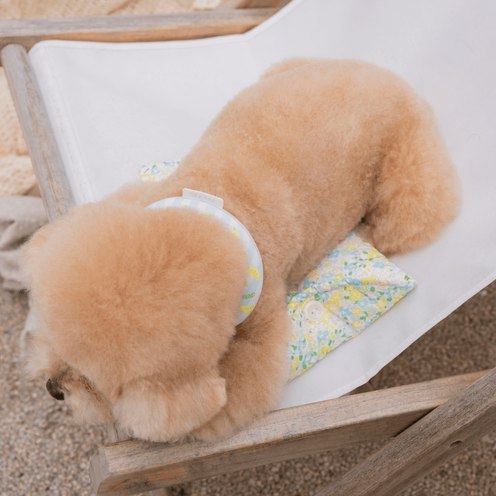 OPAAAP×SUO Ice Cool Ring (Zesty Lemon)