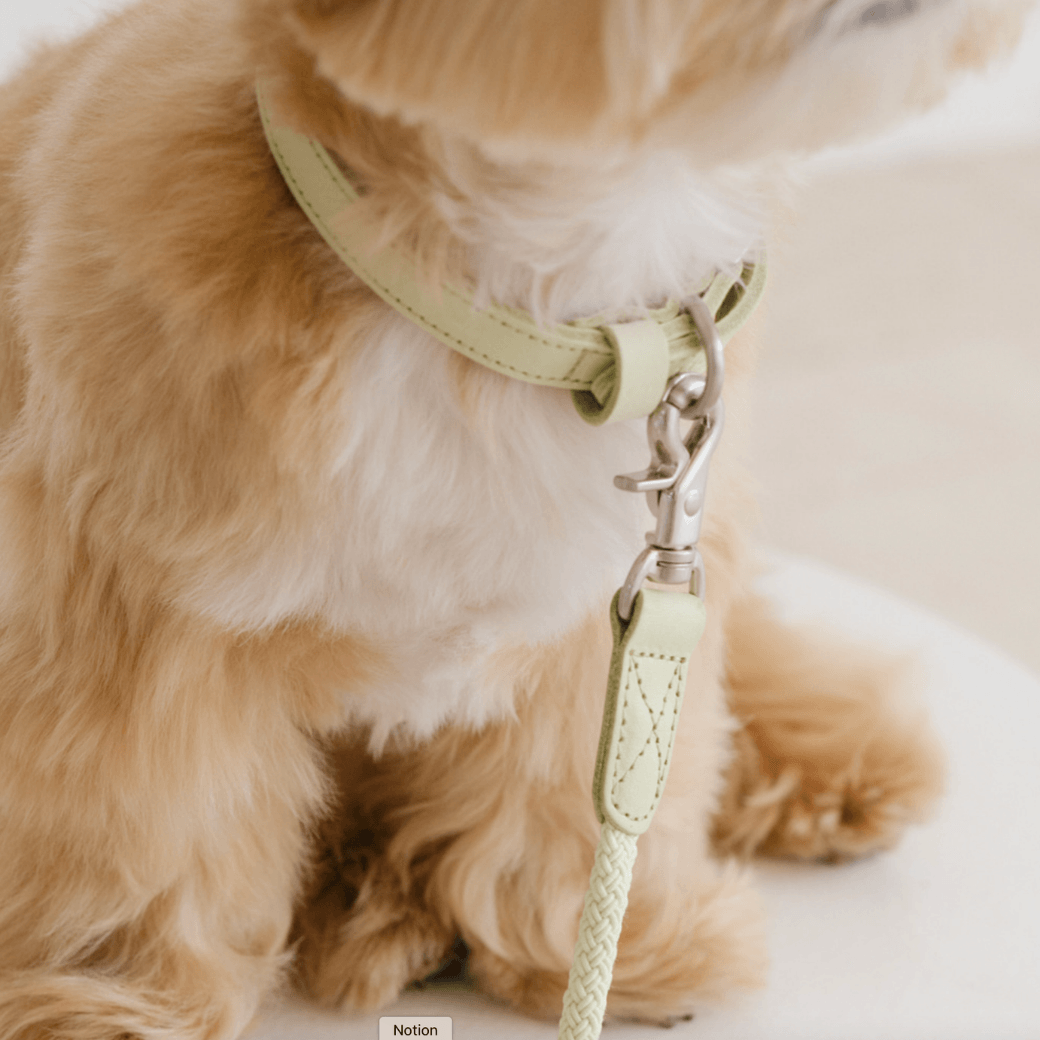 Rope Leash (Pistachio)
