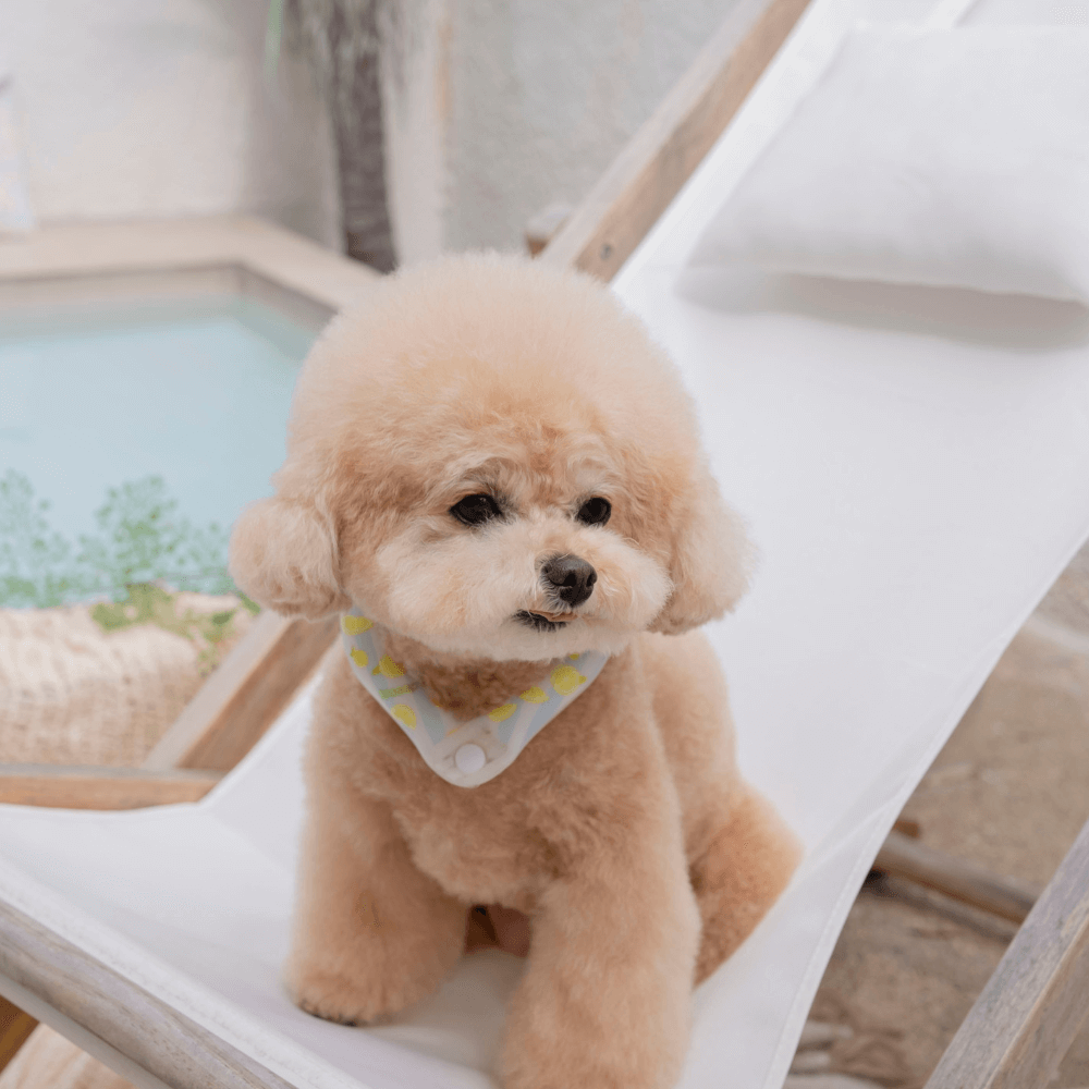 OPAAAP×SUO Ice Cool Ring (Zesty Lemon)