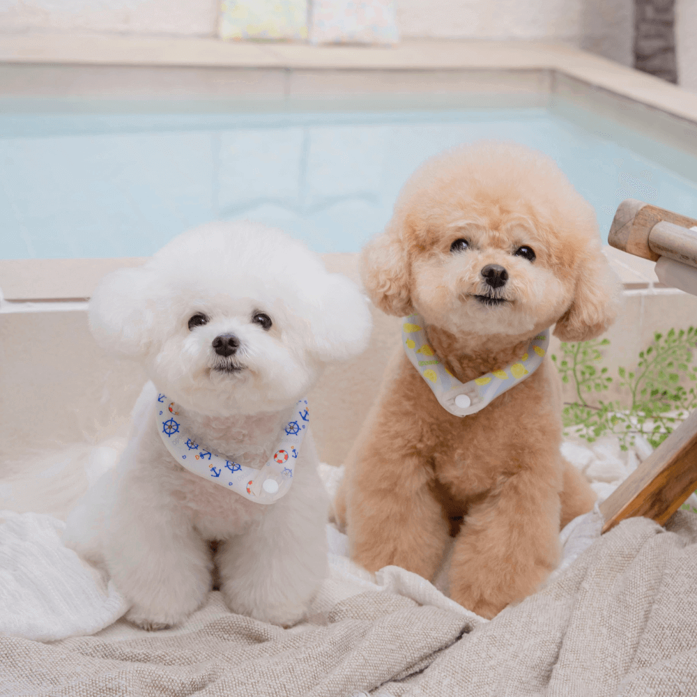 OPAAAP×SUO Ice Cool Ring (Zesty Lemon)