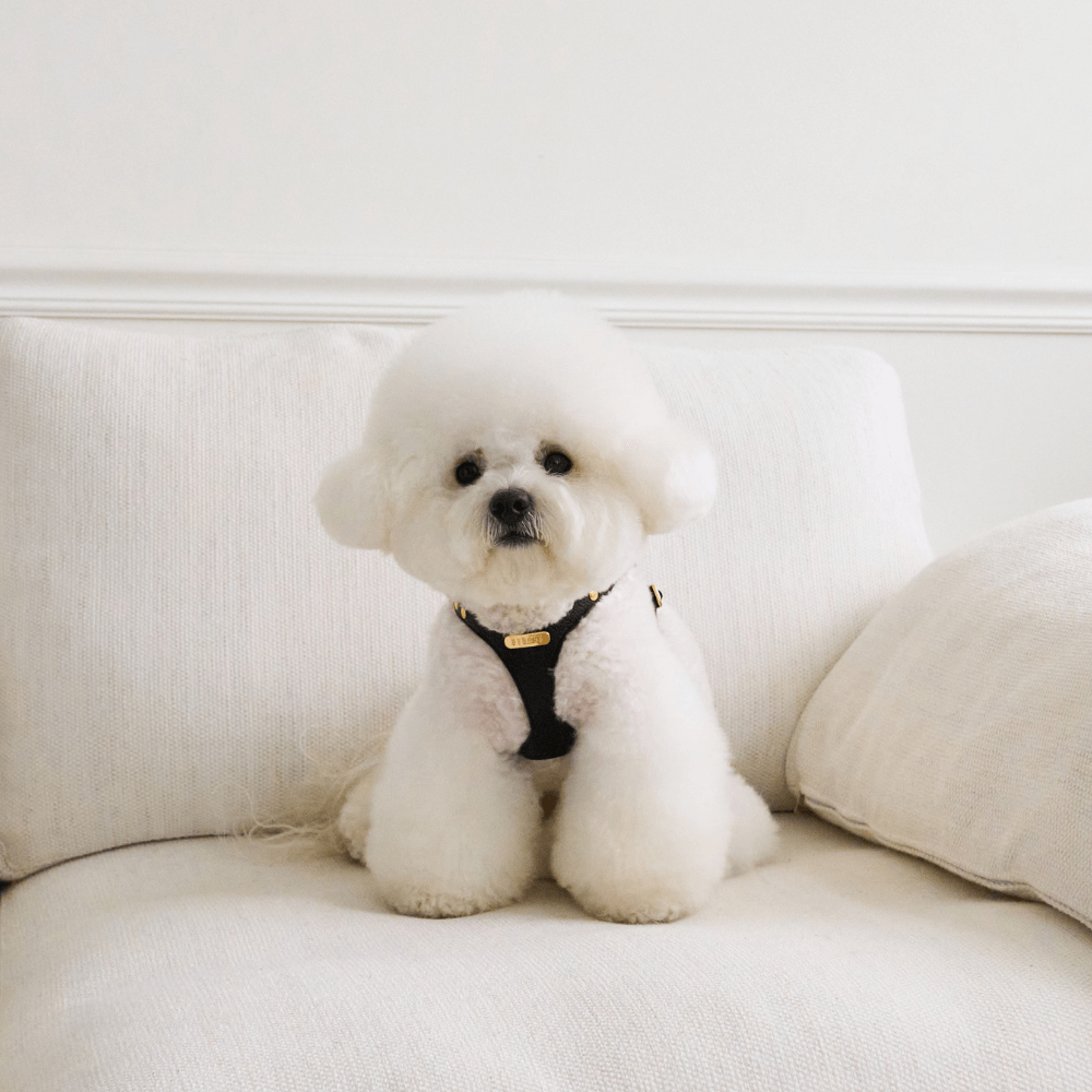 DELIGHT HARNESS バックルver(ブラック)