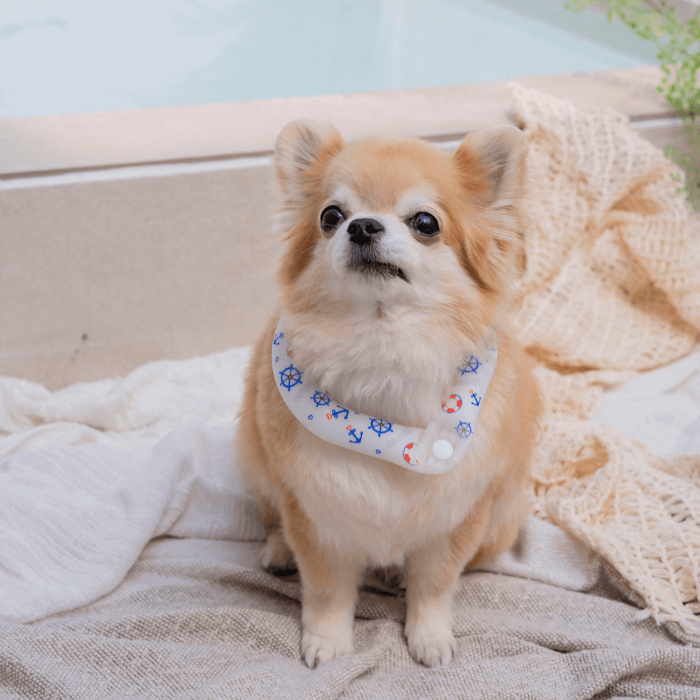 OPAAAP×SUO Ice Cool Ring (Cool Marine)