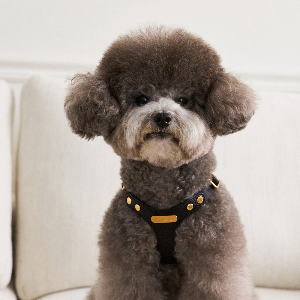 DELIGHT HARNESS バックルver(ブラック)