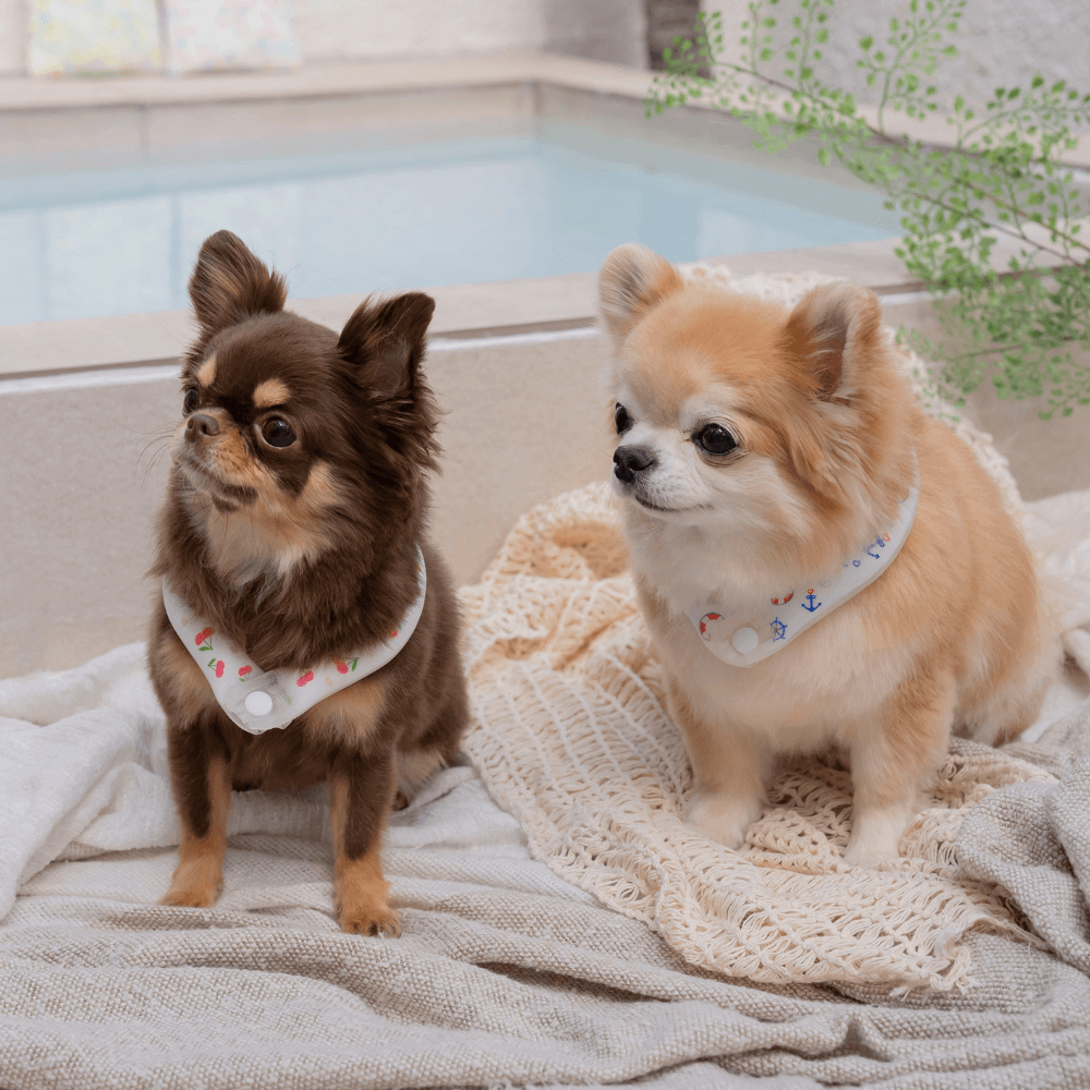 OPAAAP×SUO Ice Cool Ring (Cool Marine)