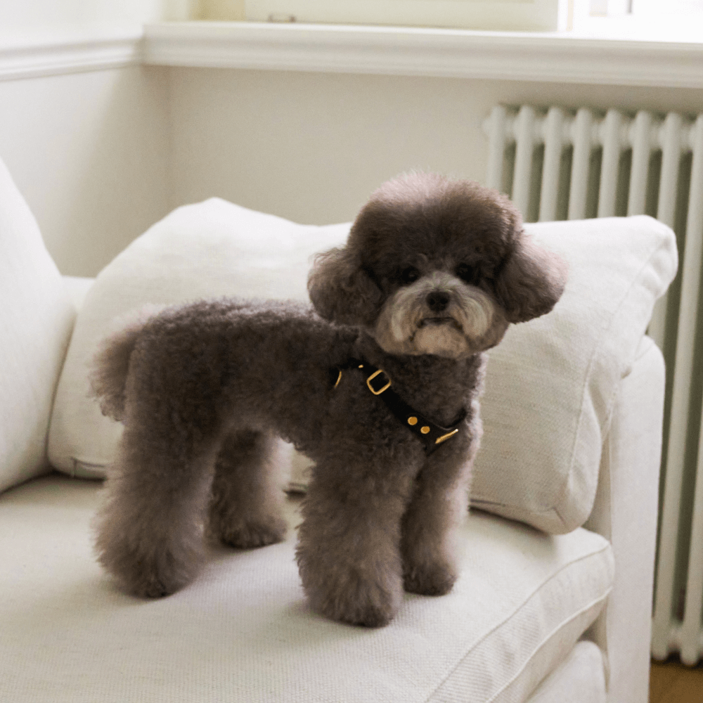 DELIGHT HARNESS バックルver(ブラック)