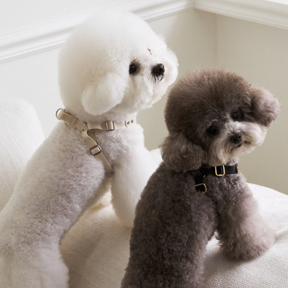 DELIGHT HARNESS バックルver(ブラック)