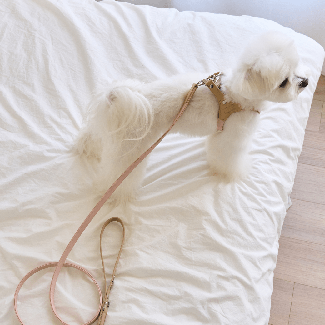 BEAR 150cm LEASH(Indi Pink)