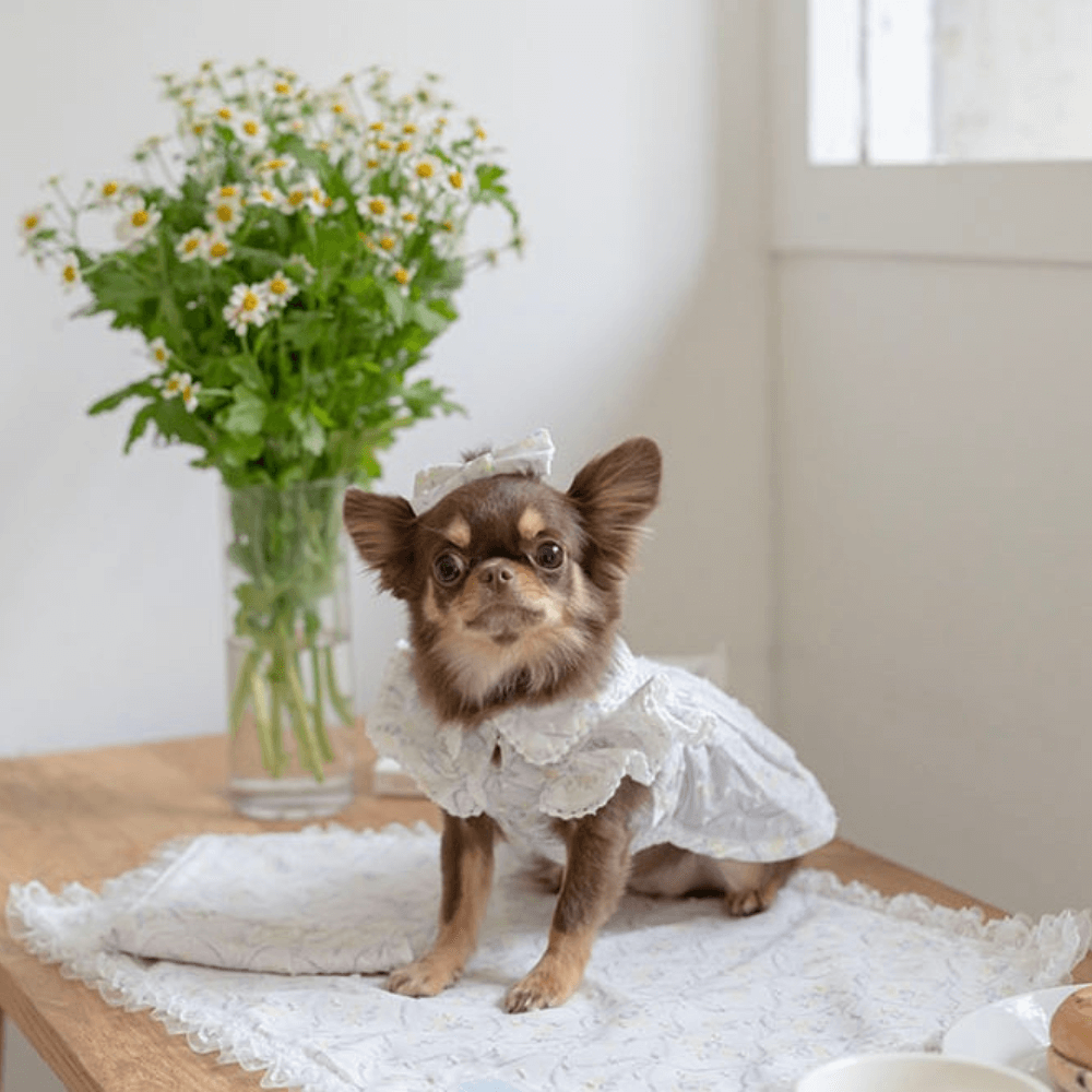 Pom Pom Lace Dress(Purple)