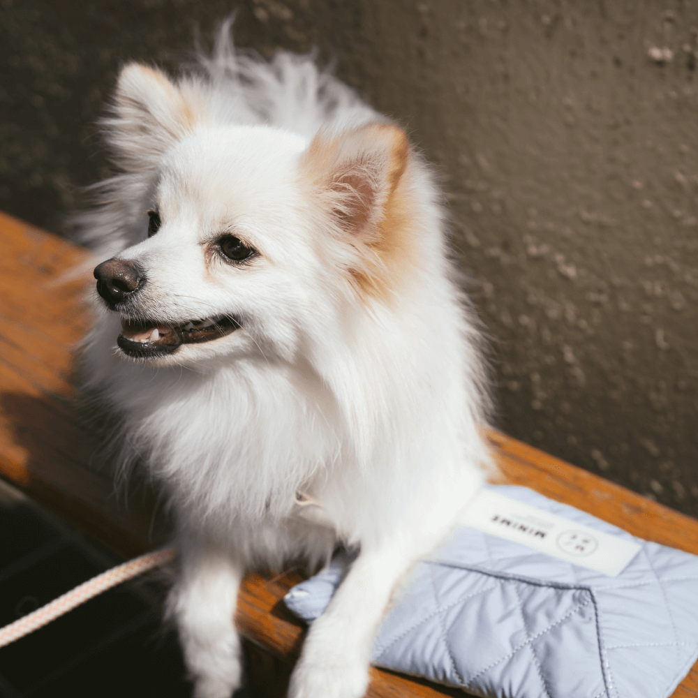 ICY ICE POUCH 保冷剤付(3COLOR)