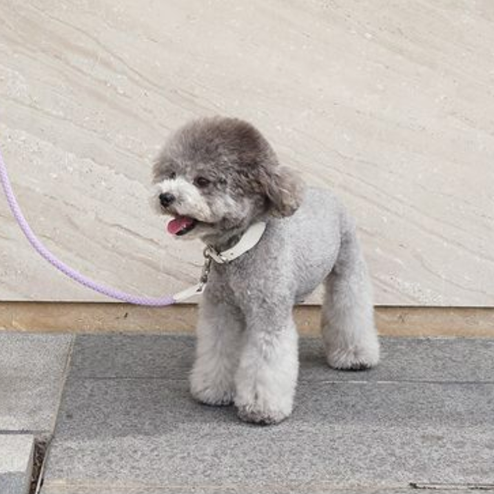 Rope Collar(ライラック)