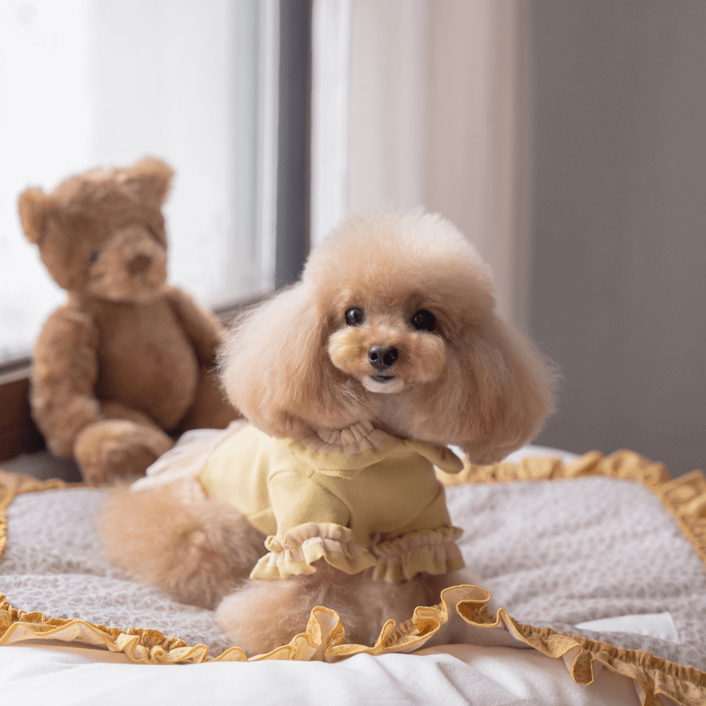 Plie Tu-Tu T-shirt(Mustard)