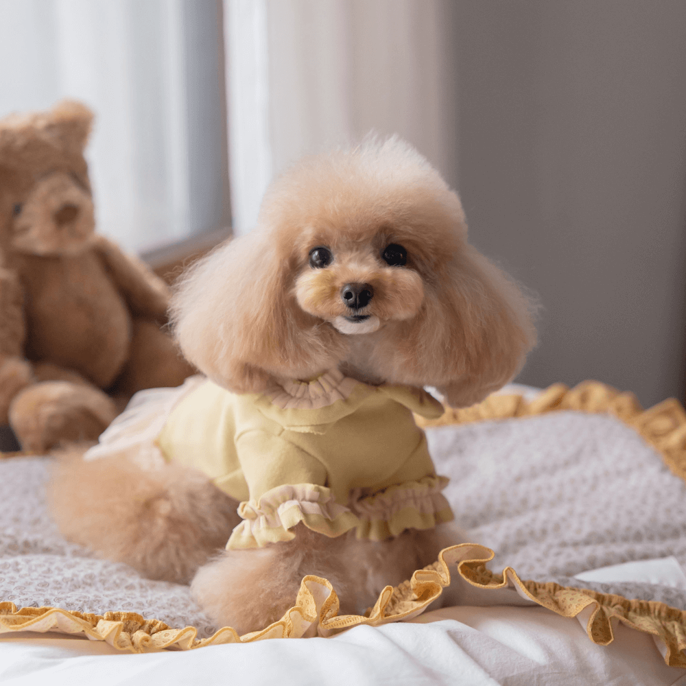 Plie Tu-Tu T-shirt(Mustard)