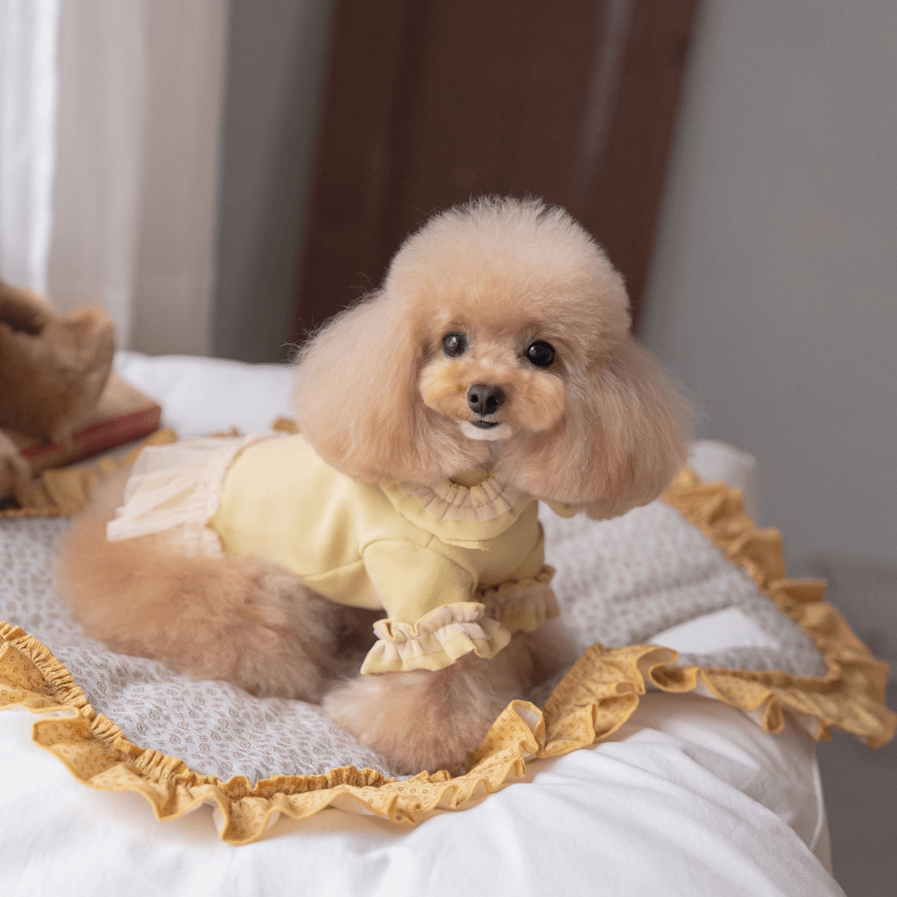 Plie Tu-Tu T-shirt(Mustard)