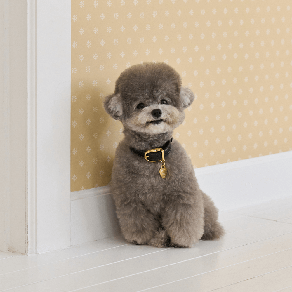 【予約】BLISS LEATHER COLLAR(Black)