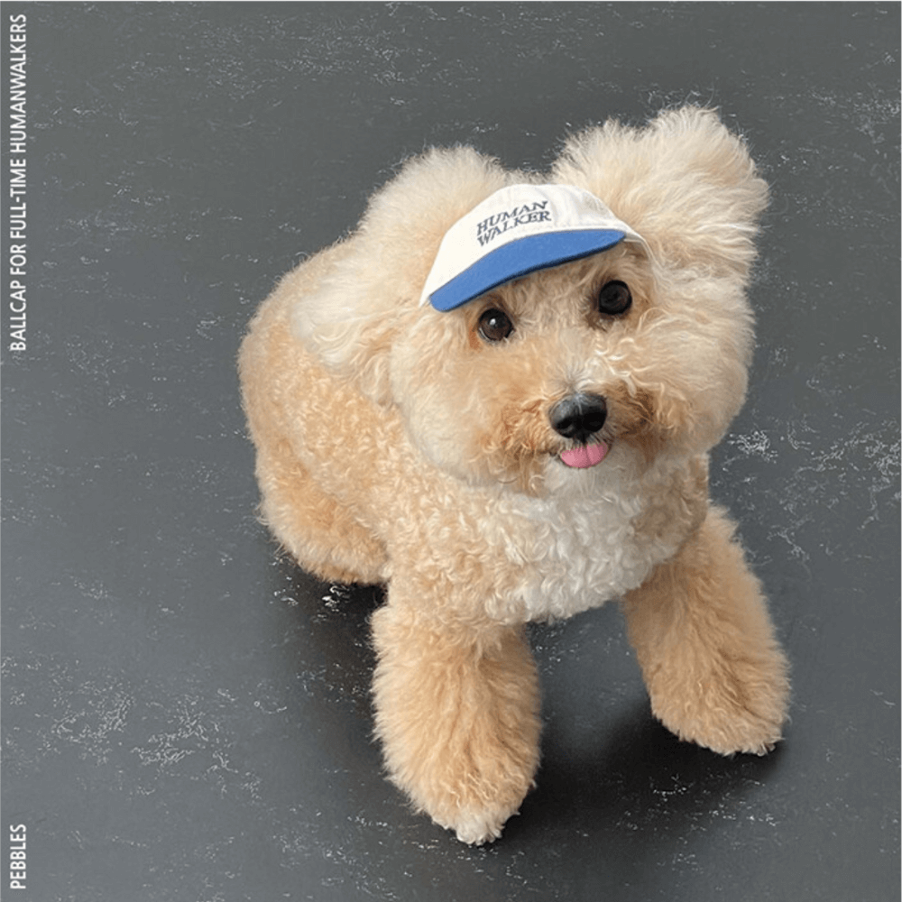 Dog Ball Cap(4COLOR)