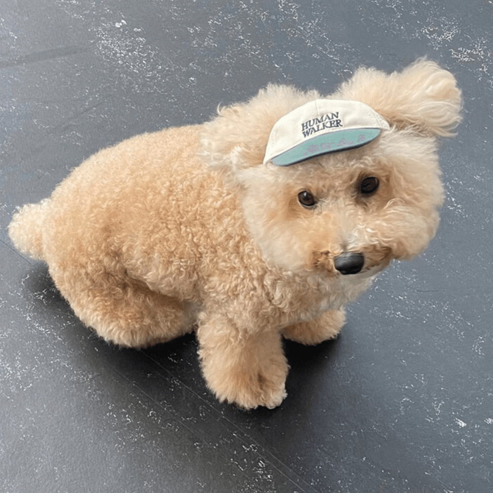 Dog Ball Cap(4COLOR)