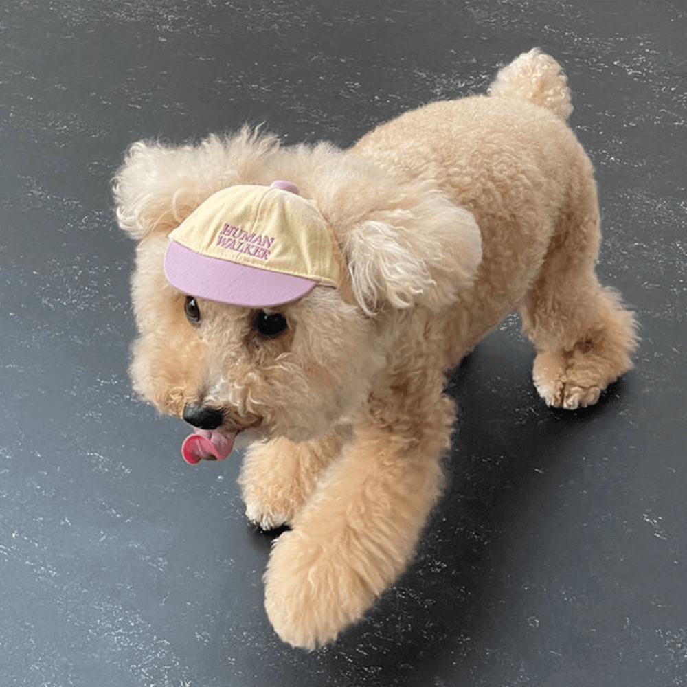 Dog Ball Cap(4COLOR)