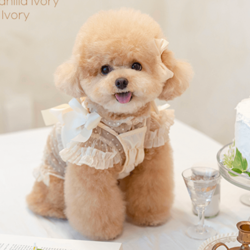 Shiny Ribbon Bustier(Vanilla Ivory)