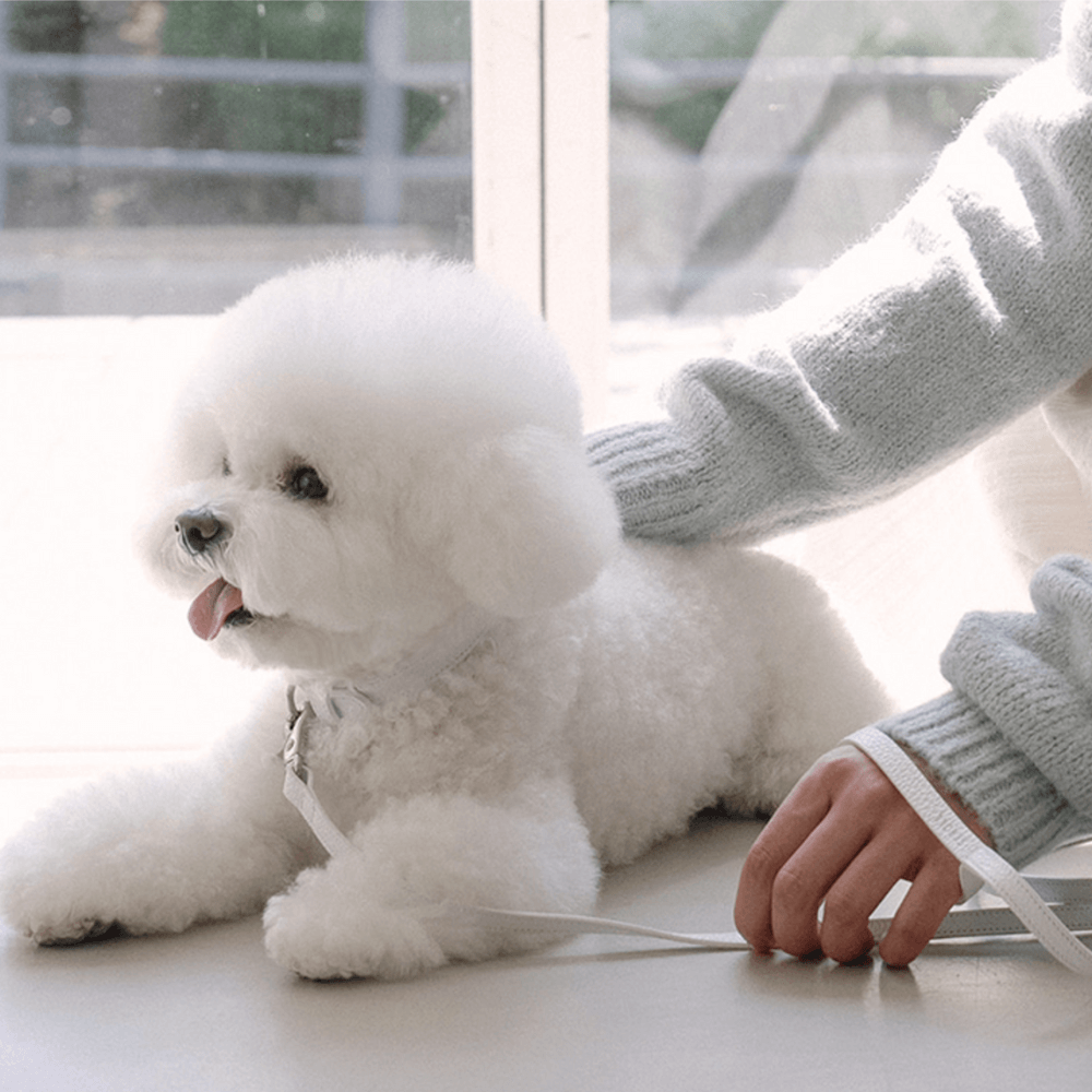 Lumiere Leash(White)