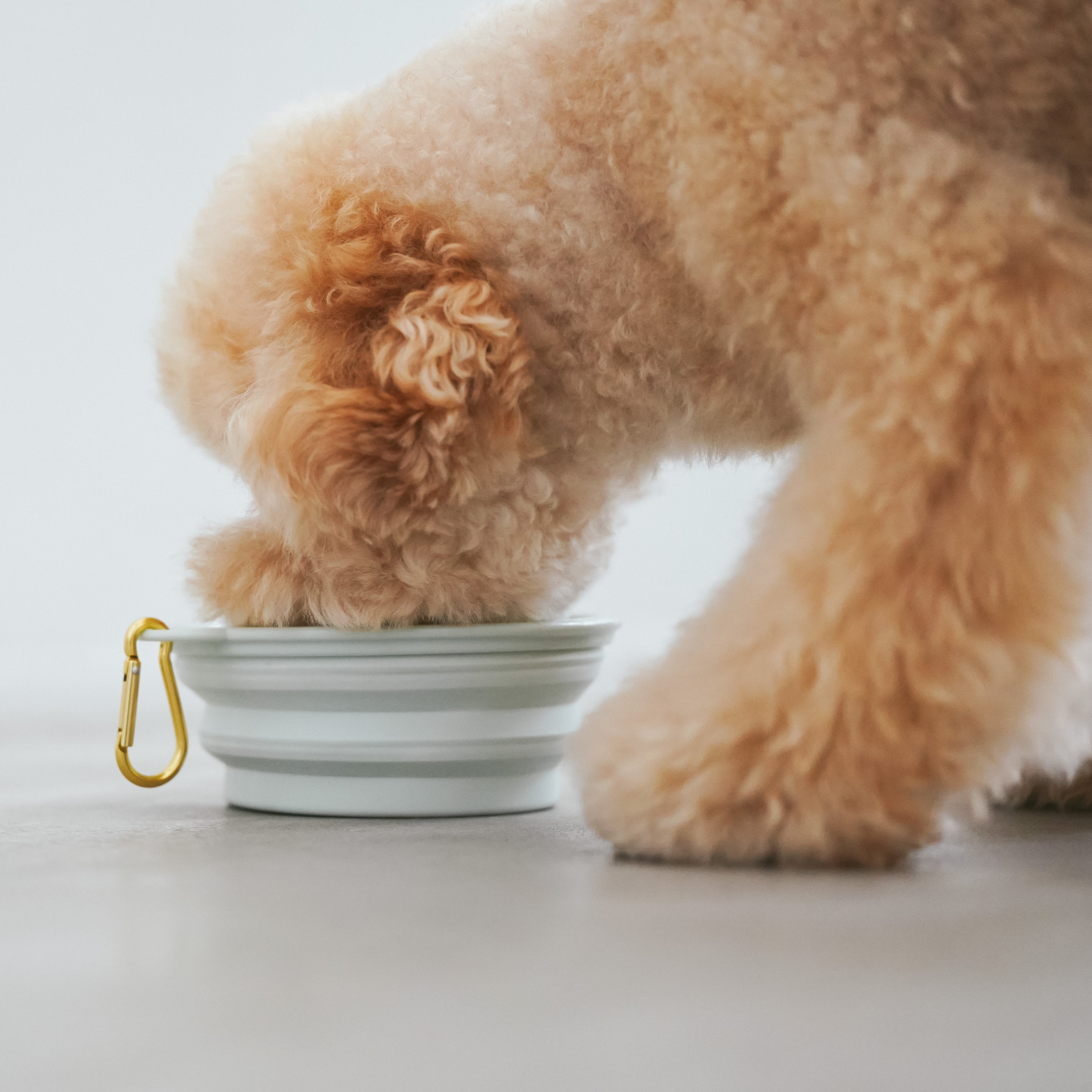 シンプルで高さ調整可能な犬用ウォーターボウル MINIME