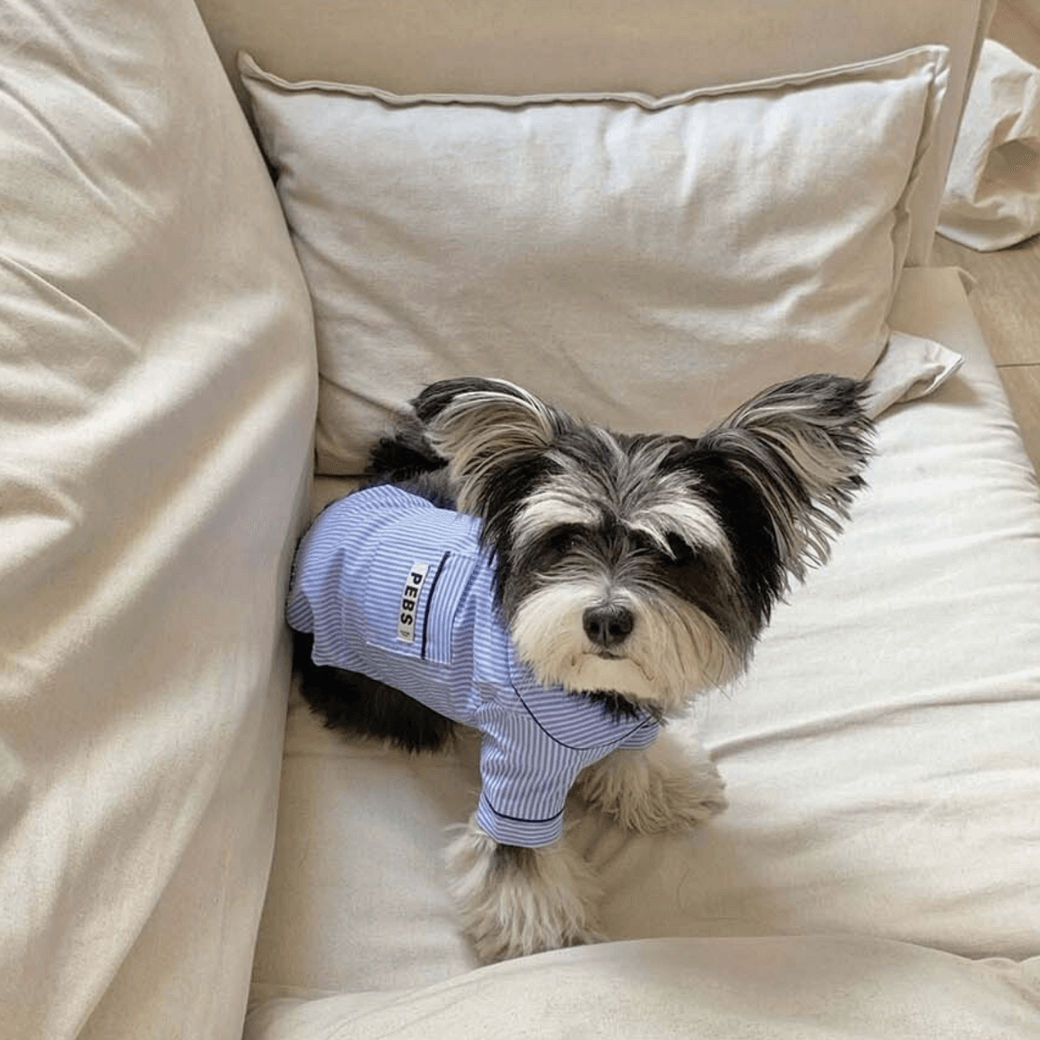Dog Shirts (Blue-Stripe)