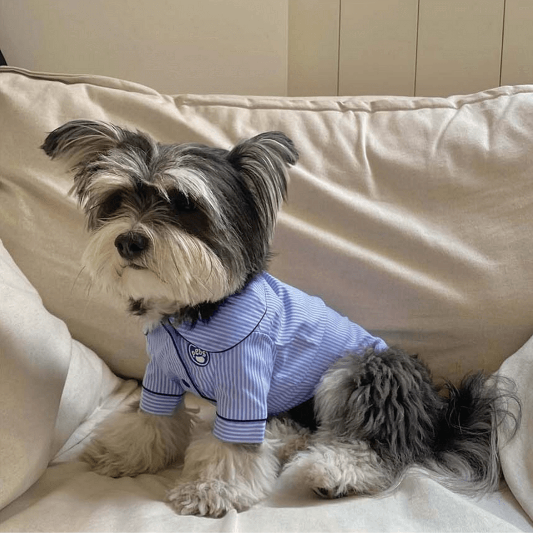 Dog Shirts (Blue-Stripe)