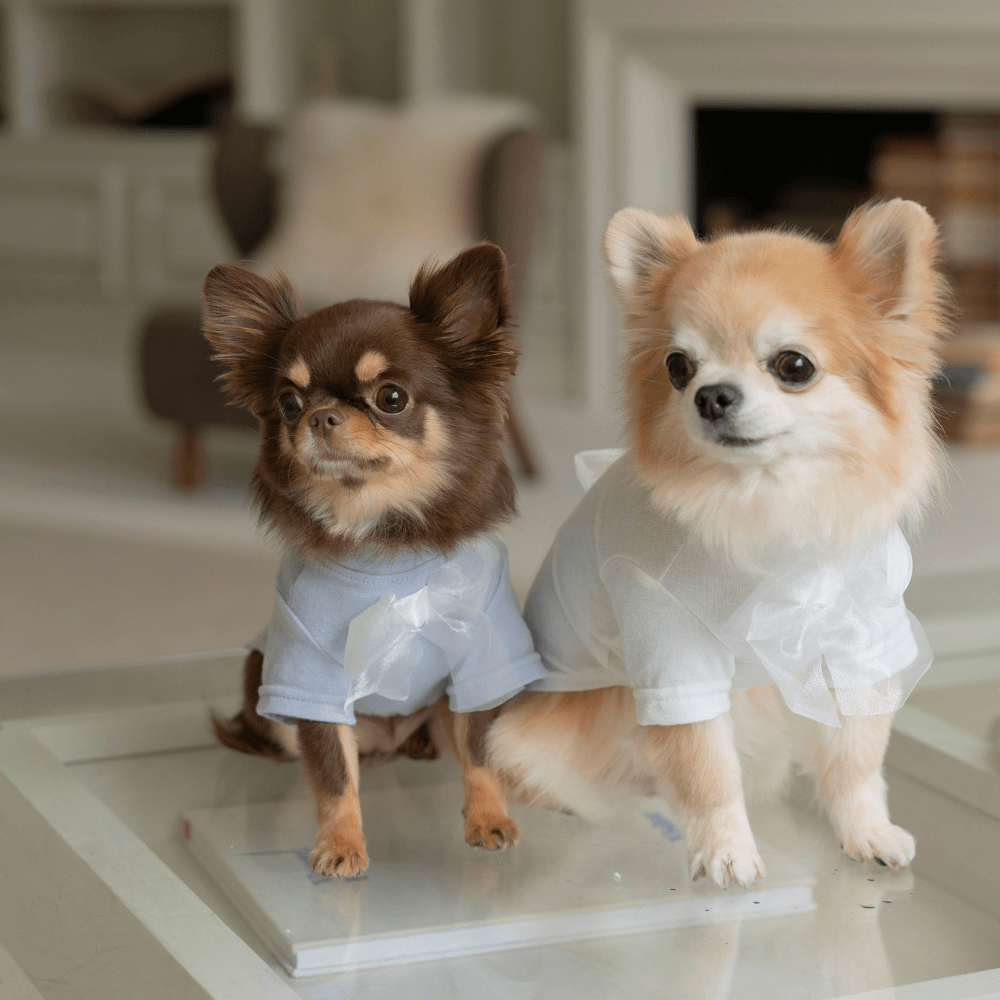 Wool-Like Bow T-shirt (White)