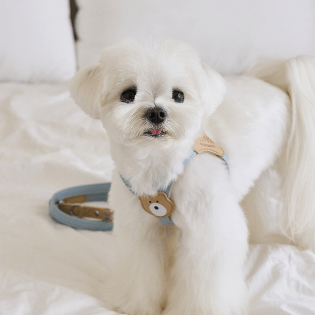 BEAR HARNESS(Indi Blue)
