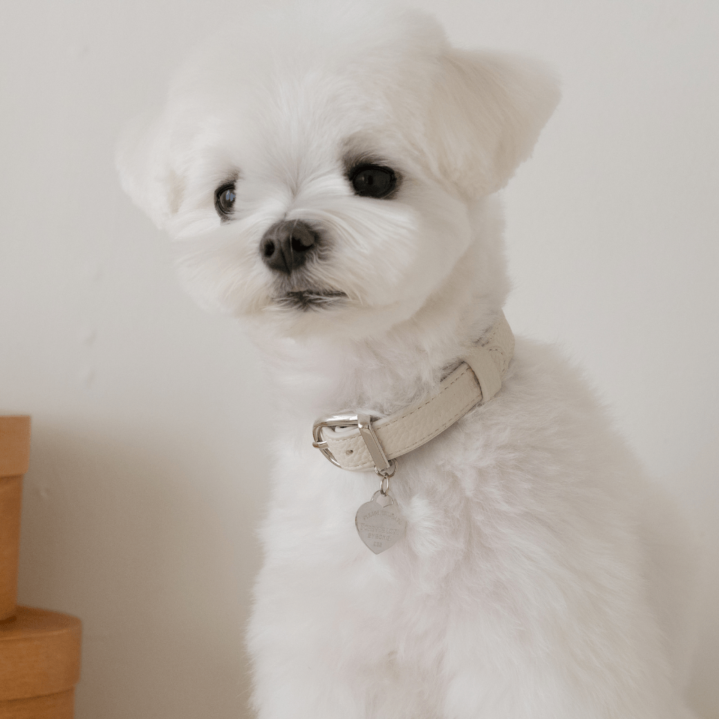 DELIGHT COLLAR(クリーム)