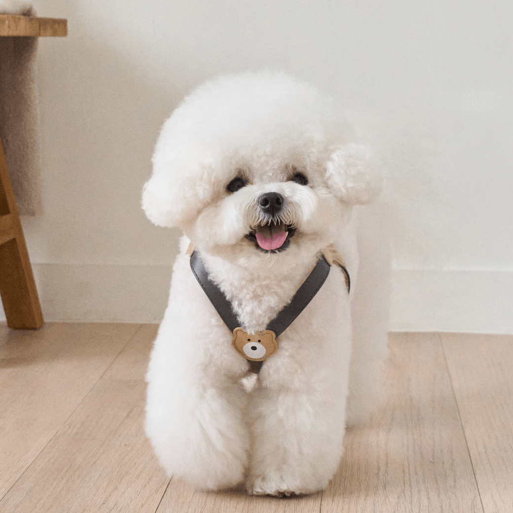 BEAR HARNESS(Dark Grey)