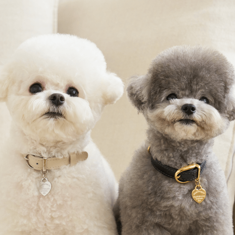 【予約】BLISS LEATHER COLLAR(Baby Cream)