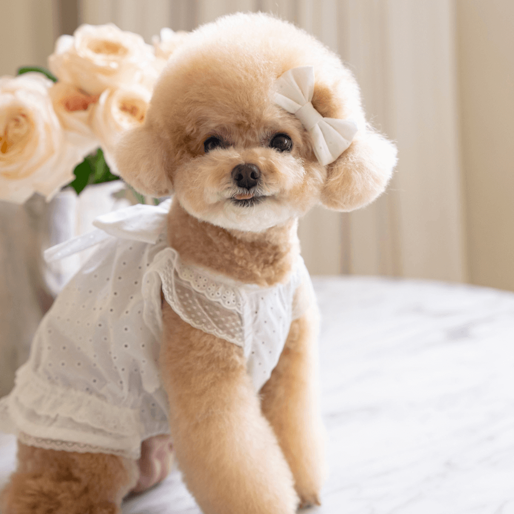 Malibu Dress(White Dot)