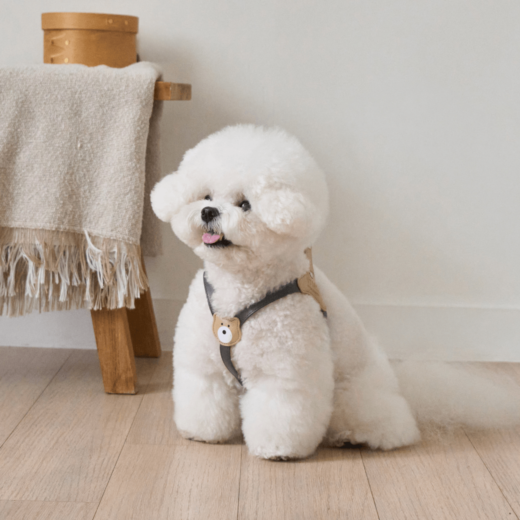 BEAR HARNESS(Dark Grey)