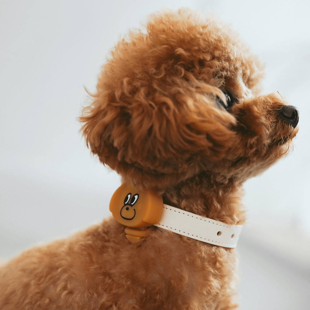 犬の夜散歩用LEDライト MINIME