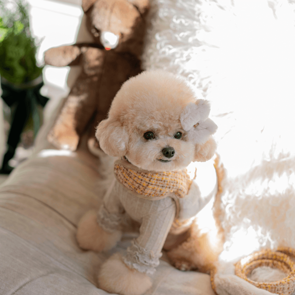 COCO Holiday Tweed Harness(Mustard Brown)