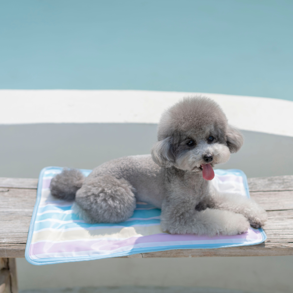 【予約】True COOL Ice Mat (4COLOR)