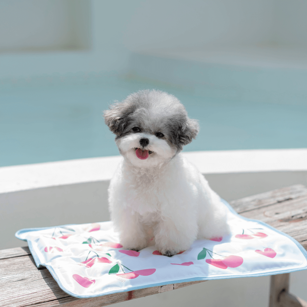 【予約】True COOL Ice Mat (4COLOR)