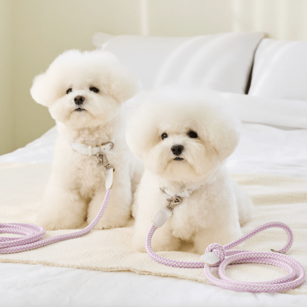 Stroll Rope Collar & Leash New Lilac