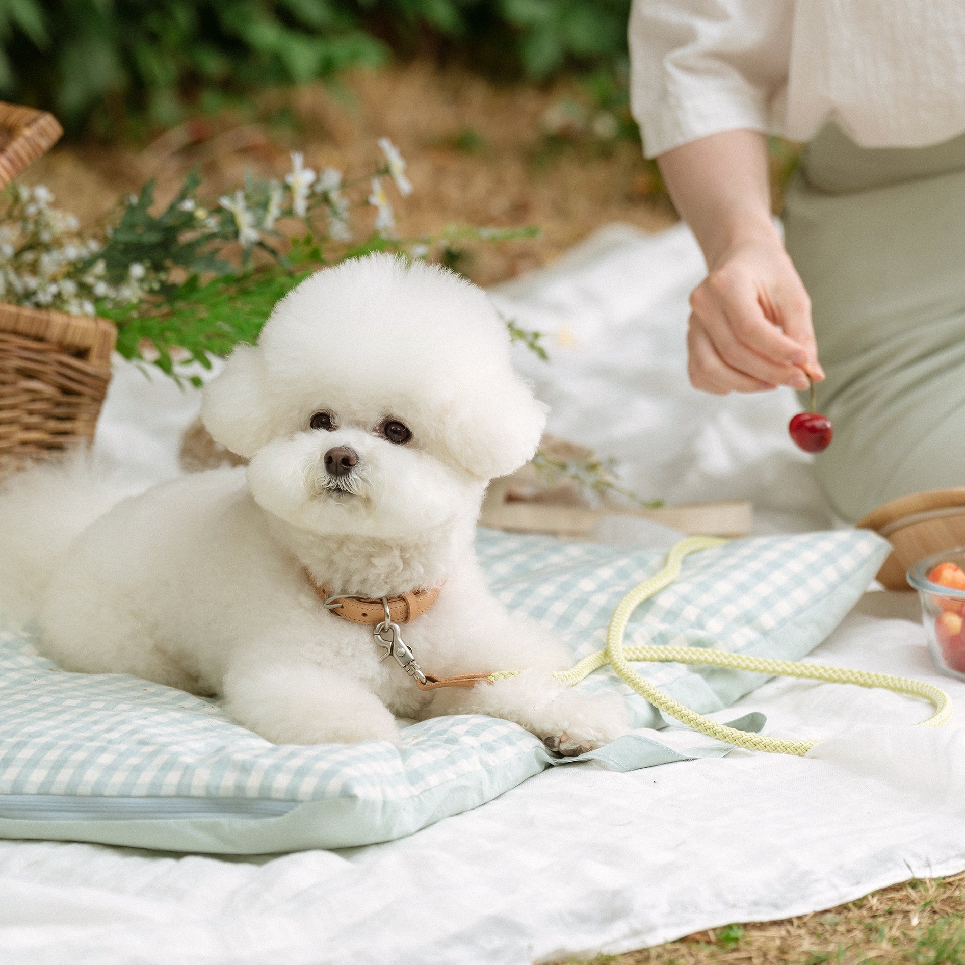 Classic Leash 1.8m 手持ちリード(レモンライム)