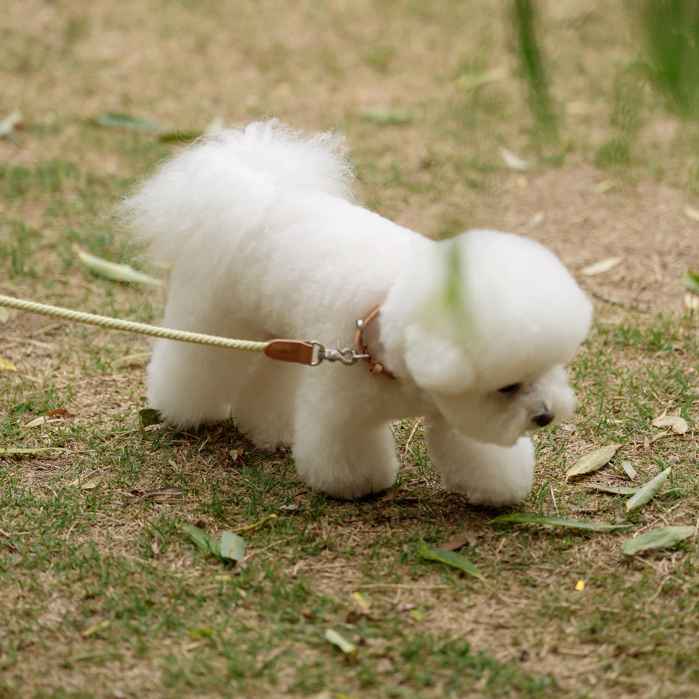 Rope Collar(レモンライム)