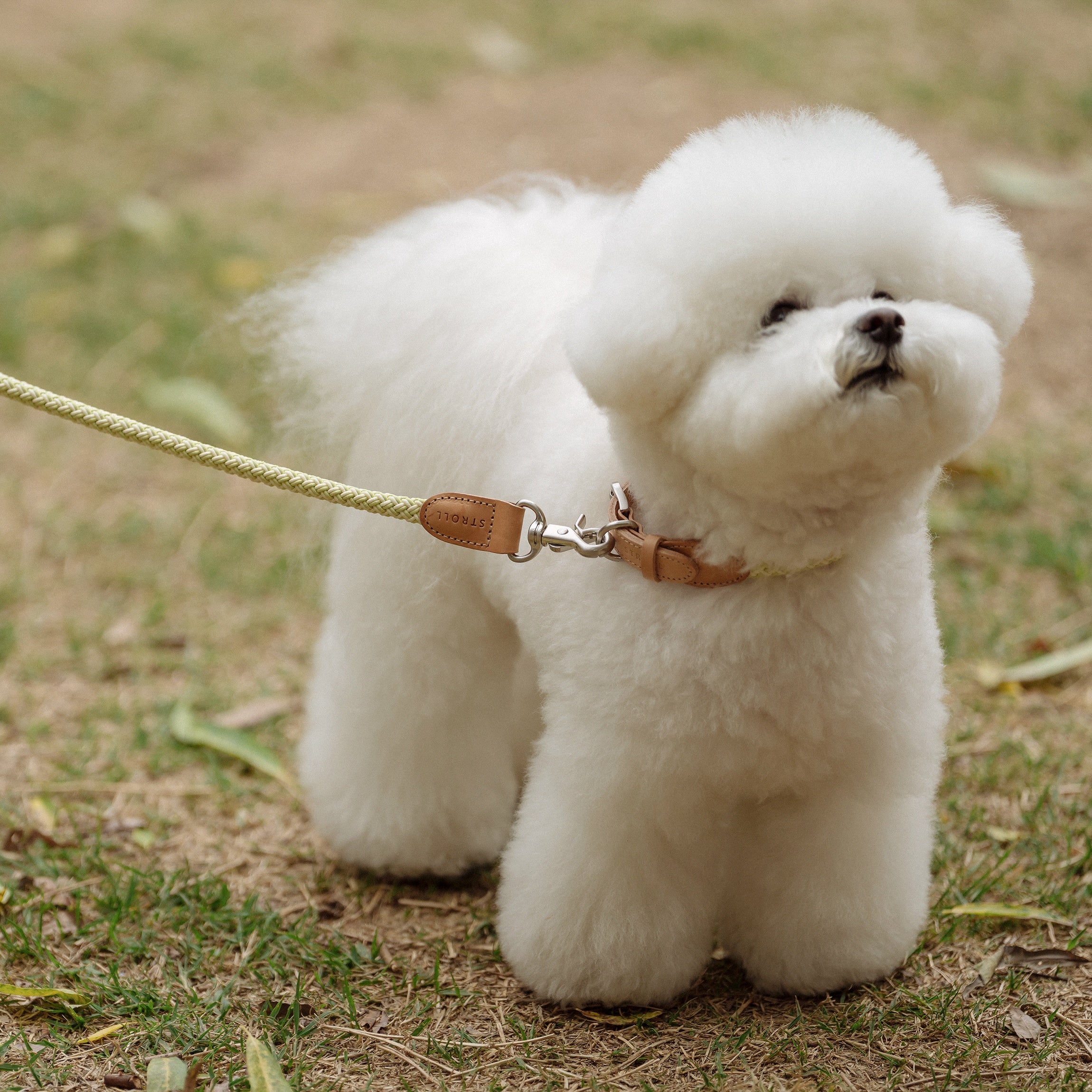 Classic Leash 1.8m 手持ちリード(レモンライム)