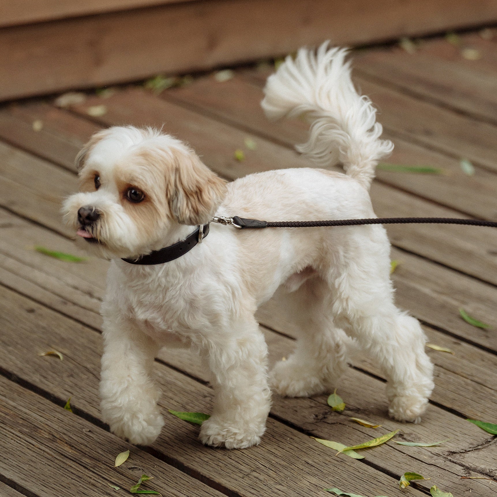 Rope Collar(ブラック)