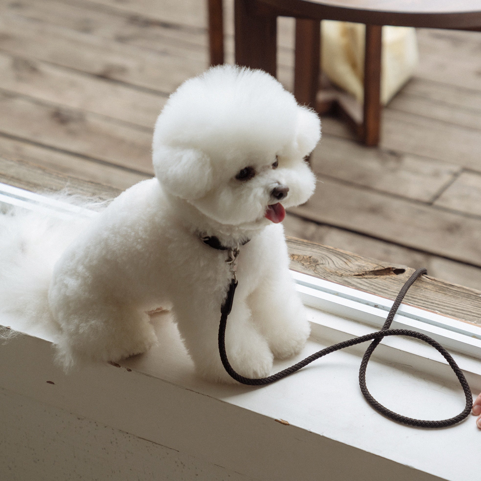 Classic Leash 1.8m 手持ちリード(ブラック)