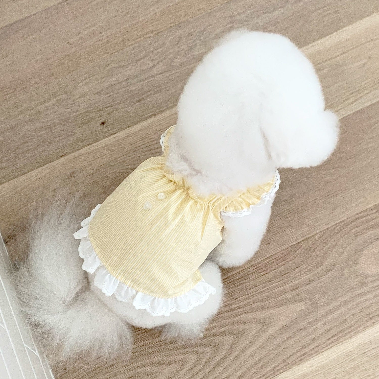 レースフリルトップ(レモンイエロー)