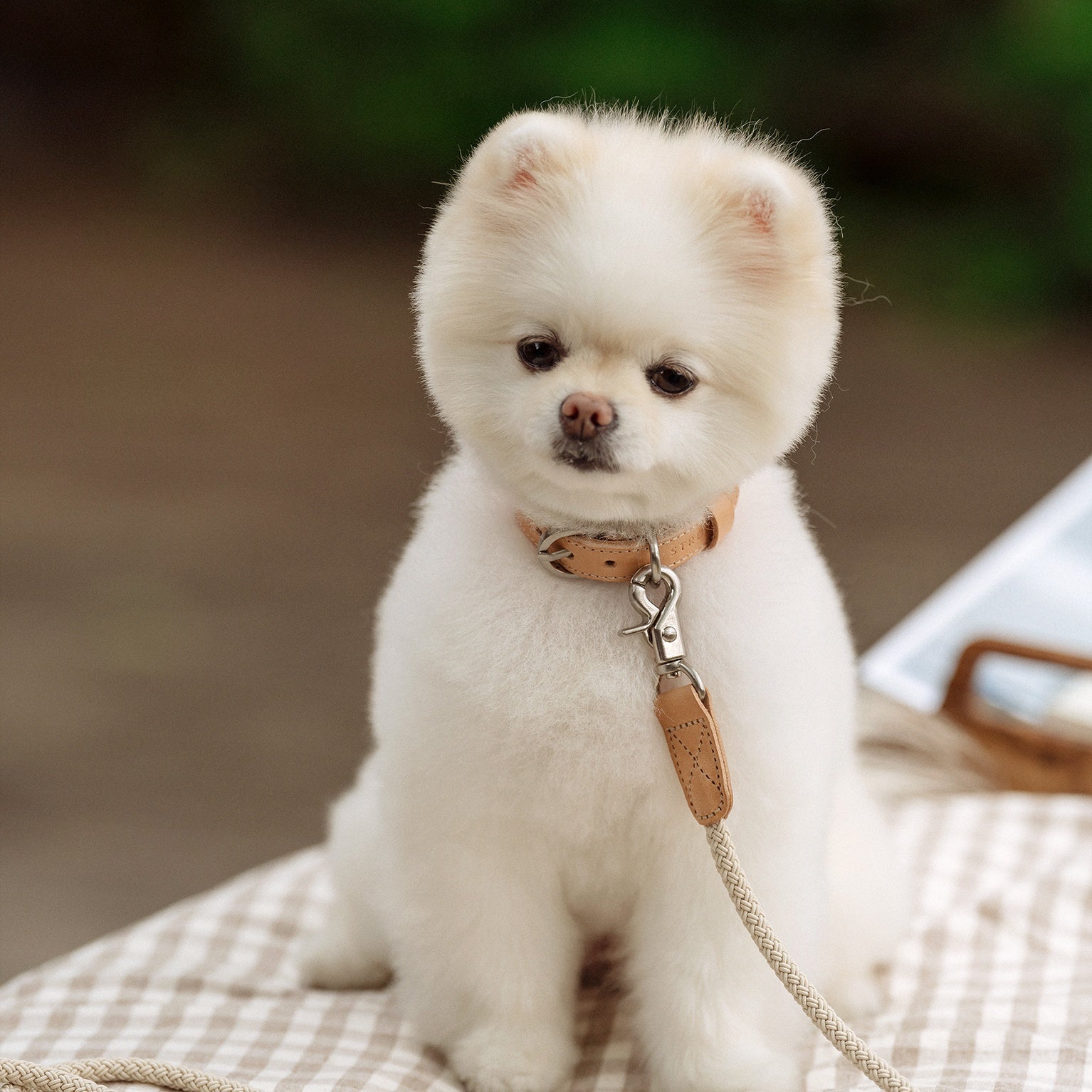 Rope Collar(ベージュ)