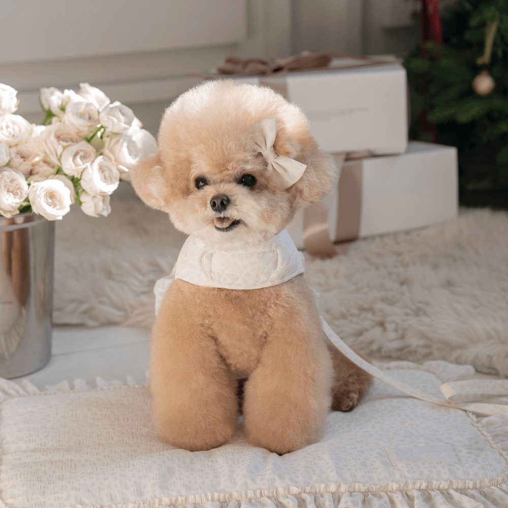 【予約】Leopard Pop Harness (white)