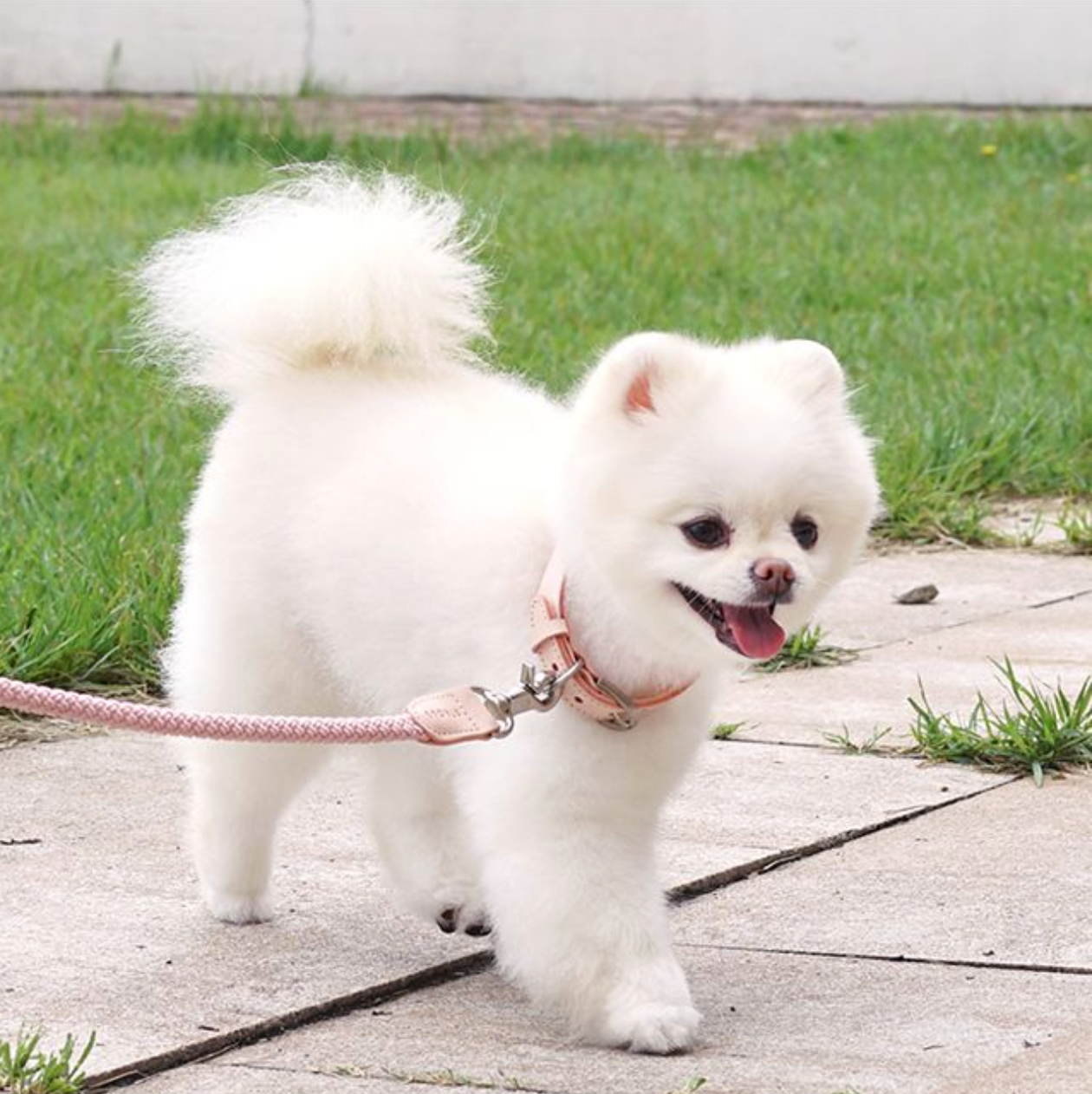 Classic Leash 1.8m 手持ちリード(ピンク)